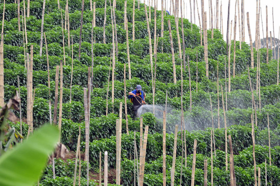 Algunos productos fitosanitarios son sospechosos de contener disruptores endocrinos. Imagen: CIAT/Flick