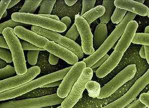 Las bacterias son importantes en la descomposición del suelo