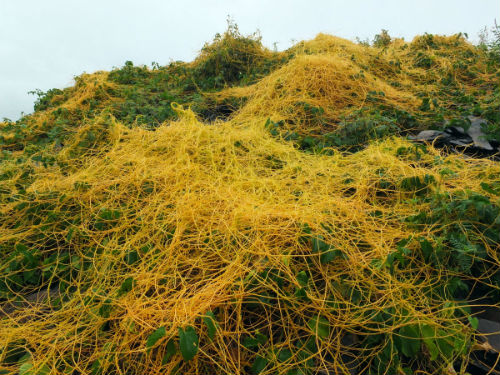 El zacatlascal o zacatlaxcalli (Cuscuta tinctorea)