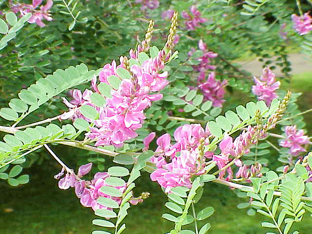 Añil o tlacehuilli (Indigofera suffructicosa)