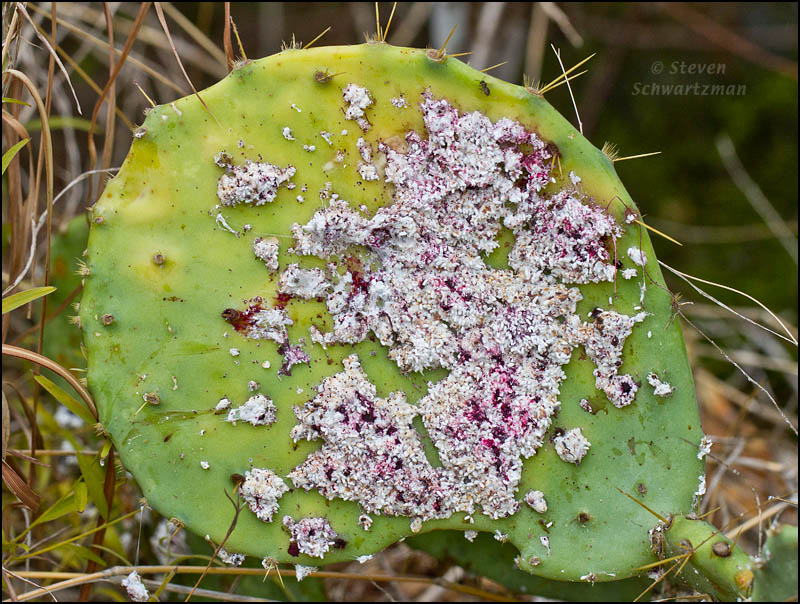 Grana cochinilla (Dactylopius coccus)