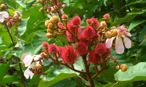 Achiote (Bixa orellana)
