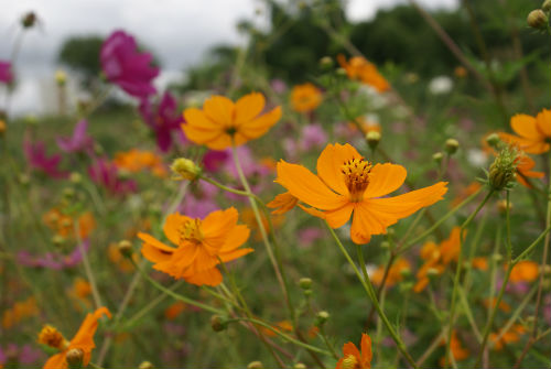 Xochipal, suchipal (Cosmos sulphureus)